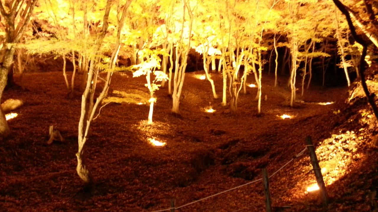 The beautiful autumn leaves at Korankei lit up at night.