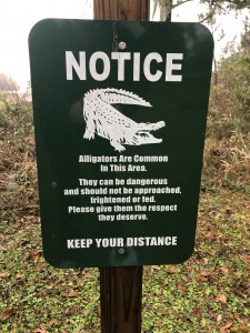 warning alligators